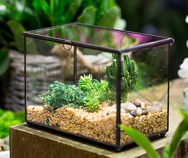 Table Top Greenhouse Display Case